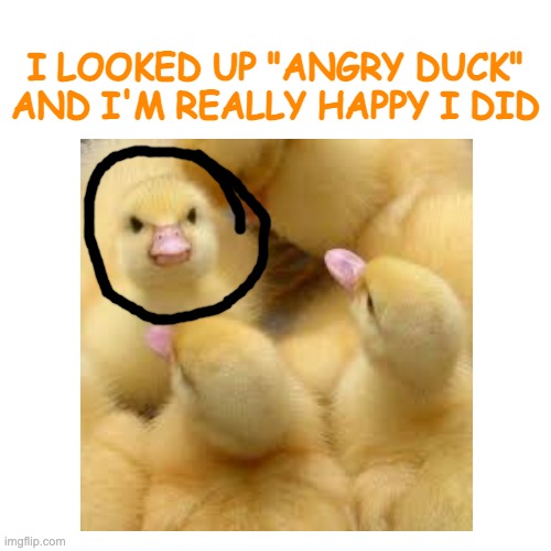 Ducks are adorable!!! | I LOOKED UP "ANGRY DUCK" AND I'M REALLY HAPPY I DID | image tagged in duck,angry | made w/ Imgflip meme maker
