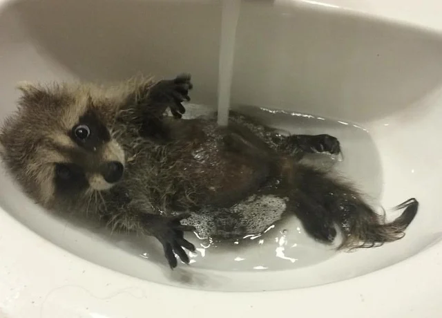 High Quality Racoon under water Blank Meme Template