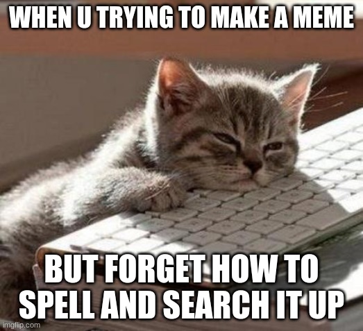 tired cat |  WHEN U TRYING TO MAKE A MEME; BUT FORGET HOW TO SPELL AND SEARCH IT UP | image tagged in tired cat | made w/ Imgflip meme maker