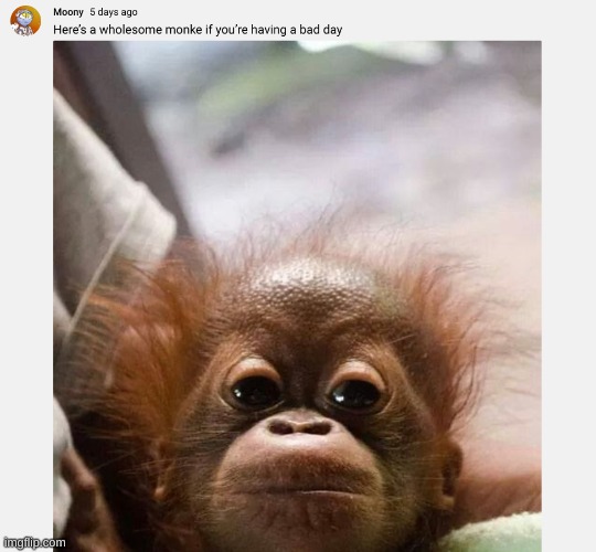 damn it i needed this | image tagged in memes,funny,monkey,wholesome | made w/ Imgflip meme maker