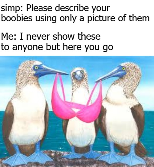 simp: Please describe your boobies using only a picture of them; Me: I never show these to anyone but here you go | image tagged in bewbs | made w/ Imgflip meme maker