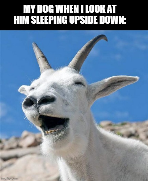 My dog sleeping upside down :P | MY DOG WHEN I LOOK AT HIM SLEEPING UPSIDE DOWN: | image tagged in memes,laughing goat | made w/ Imgflip meme maker