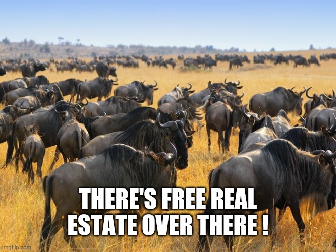 Herd of wildebeests gnus in Africa | THERE'S FREE REAL ESTATE OVER THERE ! | image tagged in herd of wildebeests gnus in africa | made w/ Imgflip meme maker