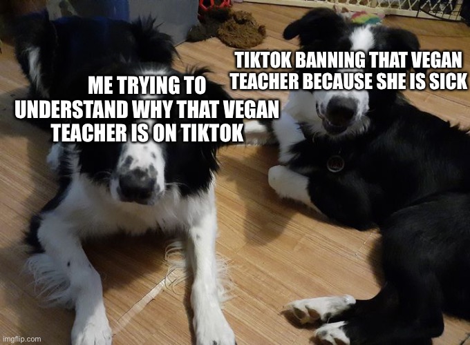 Why? | TIKTOK BANNING THAT VEGAN TEACHER BECAUSE SHE IS SICK; ME TRYING TO UNDERSTAND WHY THAT VEGAN TEACHER IS ON TIKTOK | image tagged in two dogs looking at a thing,thatveganteachersucks | made w/ Imgflip meme maker