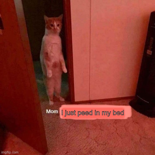 I just peed in my bed | image tagged in cat | made w/ Imgflip meme maker