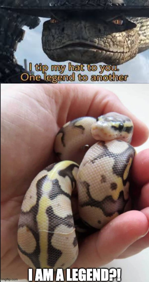 from one legend to a cute snake | I AM A LEGEND?! | image tagged in i tip my hat to you,supa cute snake,rango,so cute | made w/ Imgflip meme maker
