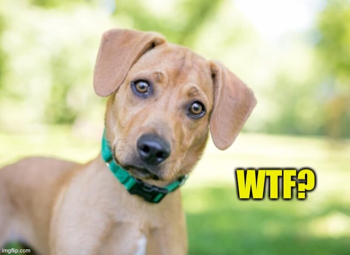 Puppy WTF? | image tagged in puppy wtf | made w/ Imgflip meme maker