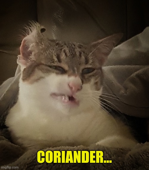 Coriander | CORIANDER... | image tagged in angry disgust | made w/ Imgflip meme maker