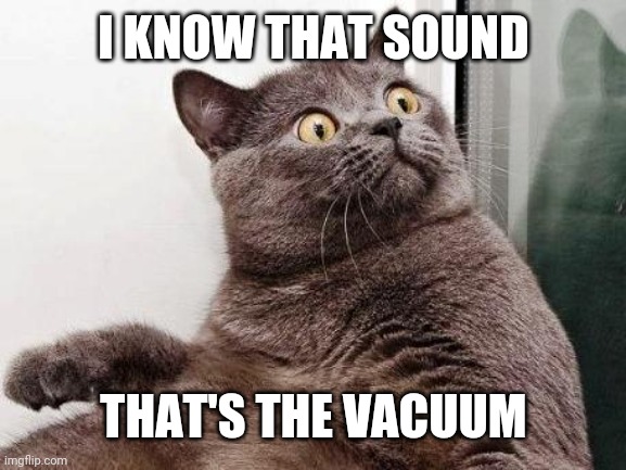 Surprised cat | I KNOW THAT SOUND; THAT'S THE VACUUM | image tagged in surprised cat | made w/ Imgflip meme maker