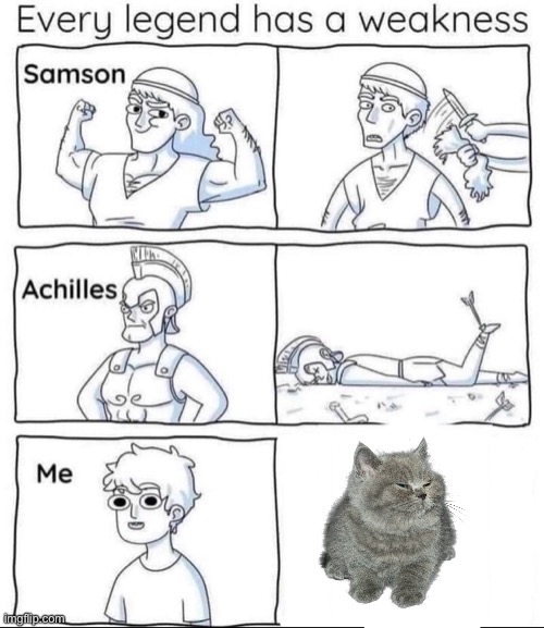 Cat | image tagged in every legend has a weakness | made w/ Imgflip meme maker