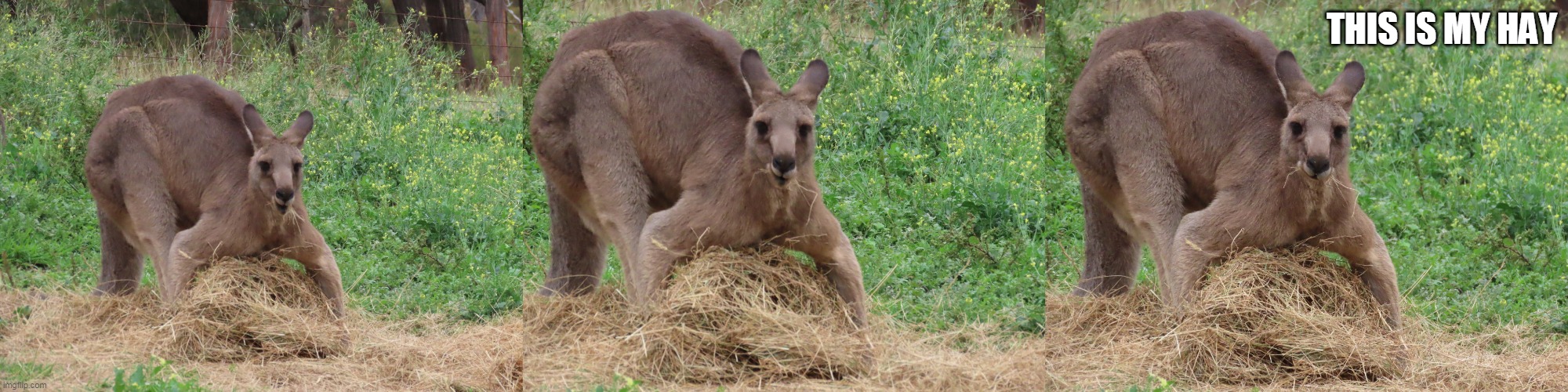 THIS IS MY HAY | image tagged in roo | made w/ Imgflip meme maker