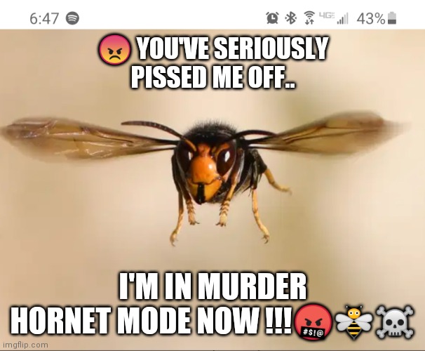 Murder Hornet Mad | 😠 YOU'VE SERIOUSLY PISSED ME OFF.. I'M IN MURDER HORNET MODE NOW !!!🤬🐝☠️ | image tagged in murder hornet | made w/ Imgflip meme maker