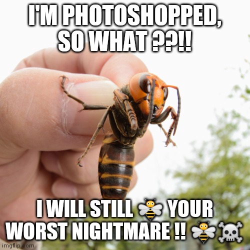 Murder hornet Nightmare | I'M PHOTOSHOPPED, SO WHAT ??!! I WILL STILL 🐝 YOUR WORST NIGHTMARE !! 🐝☠️ | image tagged in murder hornet | made w/ Imgflip meme maker