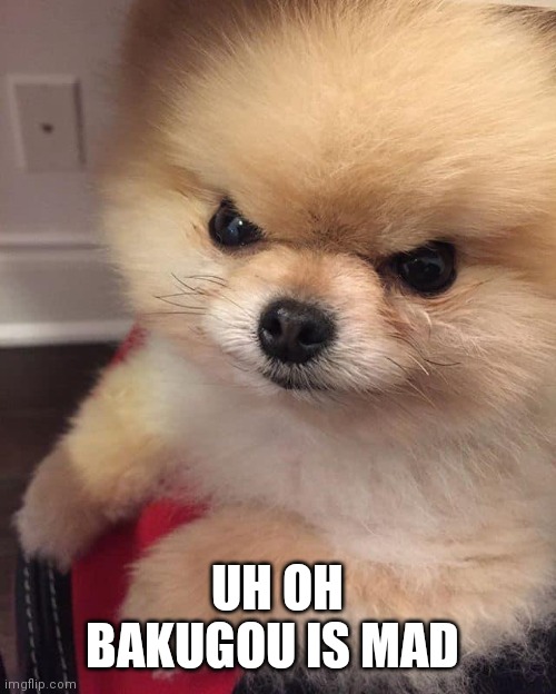 Angry Pomeranian | UH OH BAKUGOU IS MAD | image tagged in angry pomeranian | made w/ Imgflip meme maker