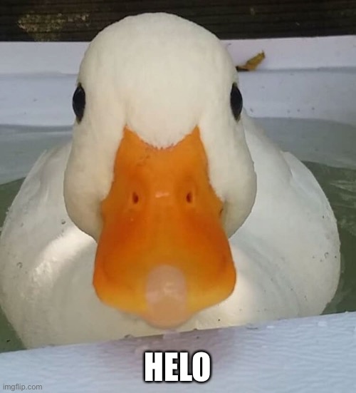 So cute >.< | HELO | image tagged in duck,cute | made w/ Imgflip meme maker
