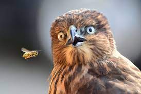 High Quality Owl Looking at a Bee Blank Meme Template