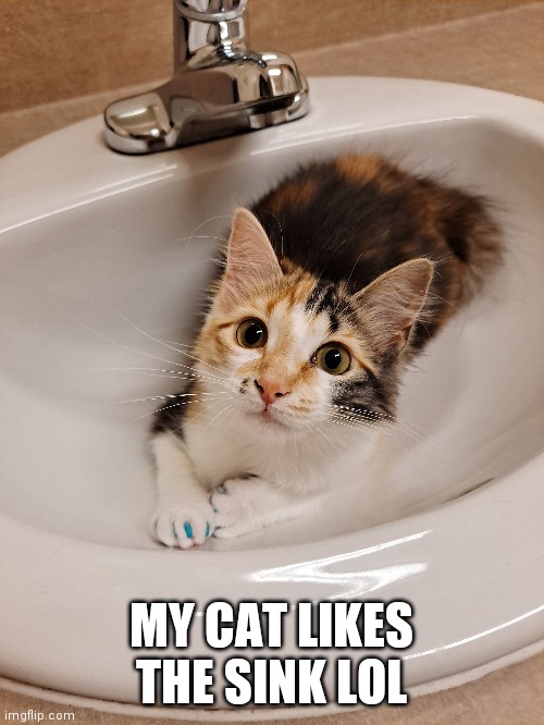 My cat in a sink again lmao | MY CAT LIKES THE SINK LOL | image tagged in funny cats | made w/ Imgflip meme maker