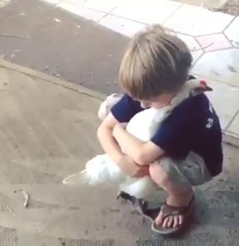 kid hugging chicken Blank Meme Template