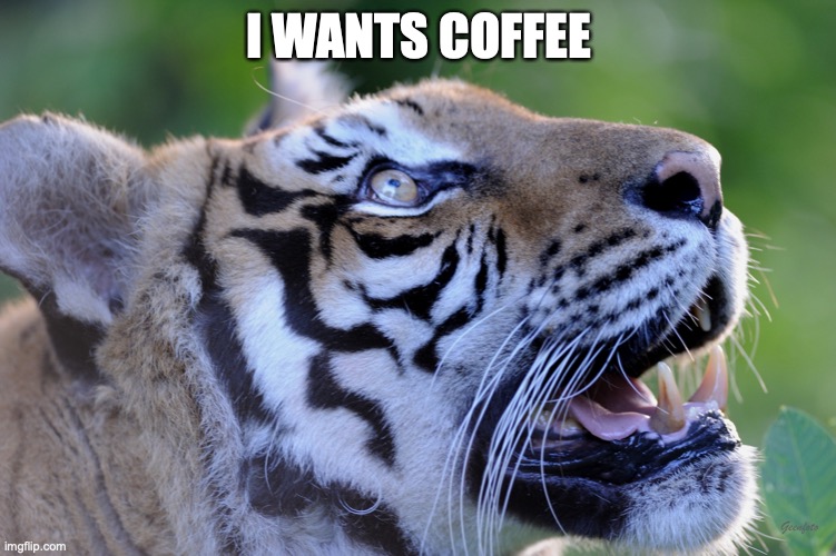 Tiger wants coffee | I WANTS COFFEE | image tagged in tiger want,coffee | made w/ Imgflip meme maker