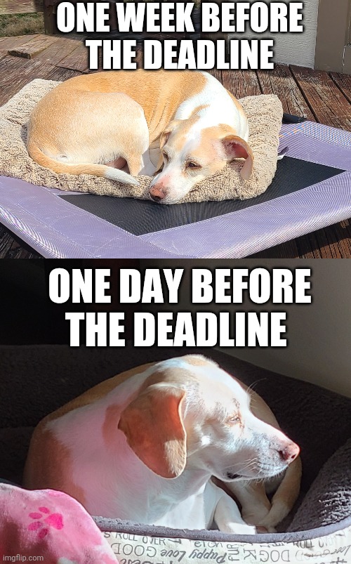 ONE WEEK BEFORE THE DEADLINE; ONE DAY BEFORE THE DEADLINE | image tagged in ada cozy | made w/ Imgflip meme maker