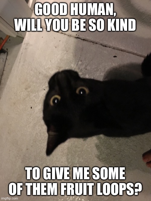 Inquisitive Cat | GOOD HUMAN, WILL YOU BE SO KIND; TO GIVE ME SOME OF THEM FRUIT LOOPS? | image tagged in cats | made w/ Imgflip meme maker