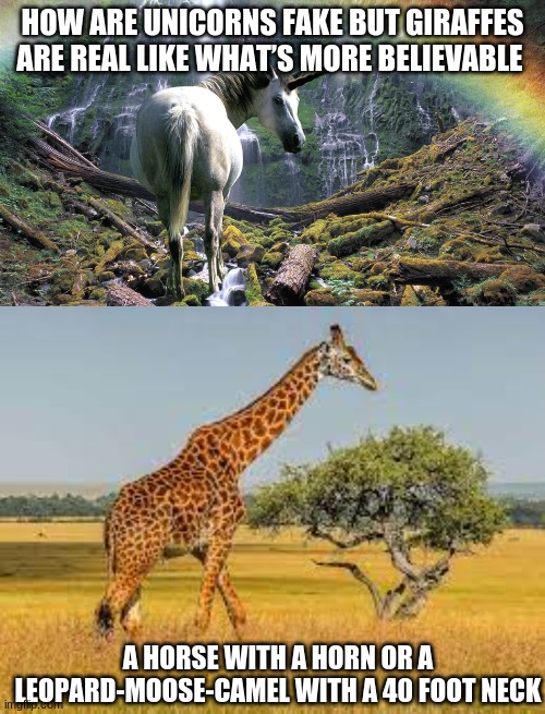 unicorn or giraffe | HOW ARE UNICORNS FAKE BUT GIRAFFES ARE REAL LIKE WHAT’S MORE BELIEVABLE; A HORSE WITH A HORN OR A LEOPARD-MOOSE-CAMEL WITH A 40 FOOT NECK | image tagged in animals,funny,shower thoughts | made w/ Imgflip meme maker