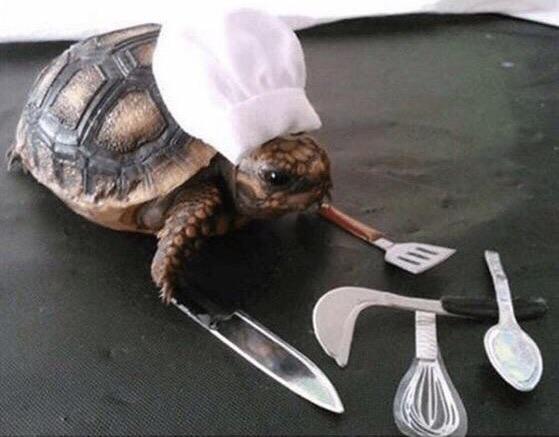 High Quality Cooking Turtle Blank Meme Template
