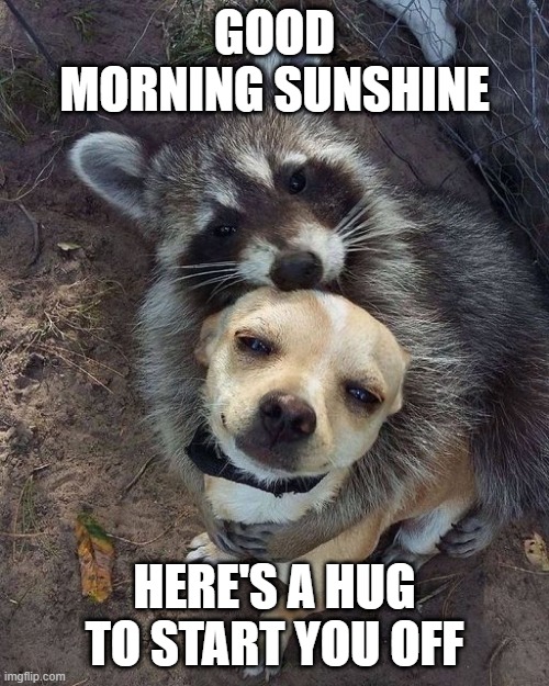 Good Morning | GOOD MORNING SUNSHINE; HERE'S A HUG TO START YOU OFF | image tagged in good morning | made w/ Imgflip meme maker