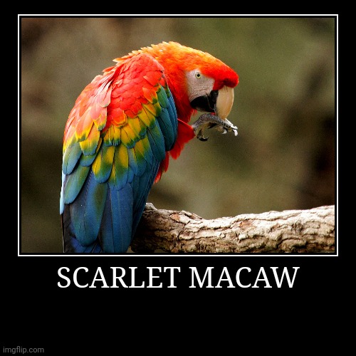 Scarlet Macaw | image tagged in demotivationals,macaw | made w/ Imgflip demotivational maker