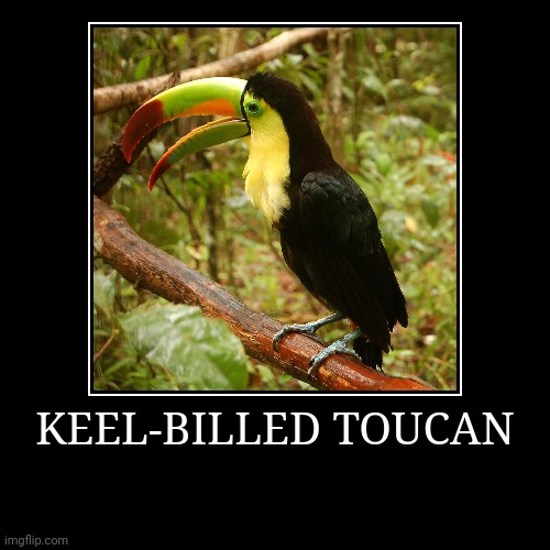 Keel-Billed Toucan | image tagged in demotivationals,toucan | made w/ Imgflip demotivational maker