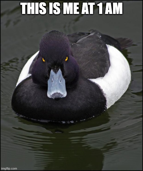 Angry duck | THIS IS ME AT 1 AM | image tagged in angry duck | made w/ Imgflip meme maker