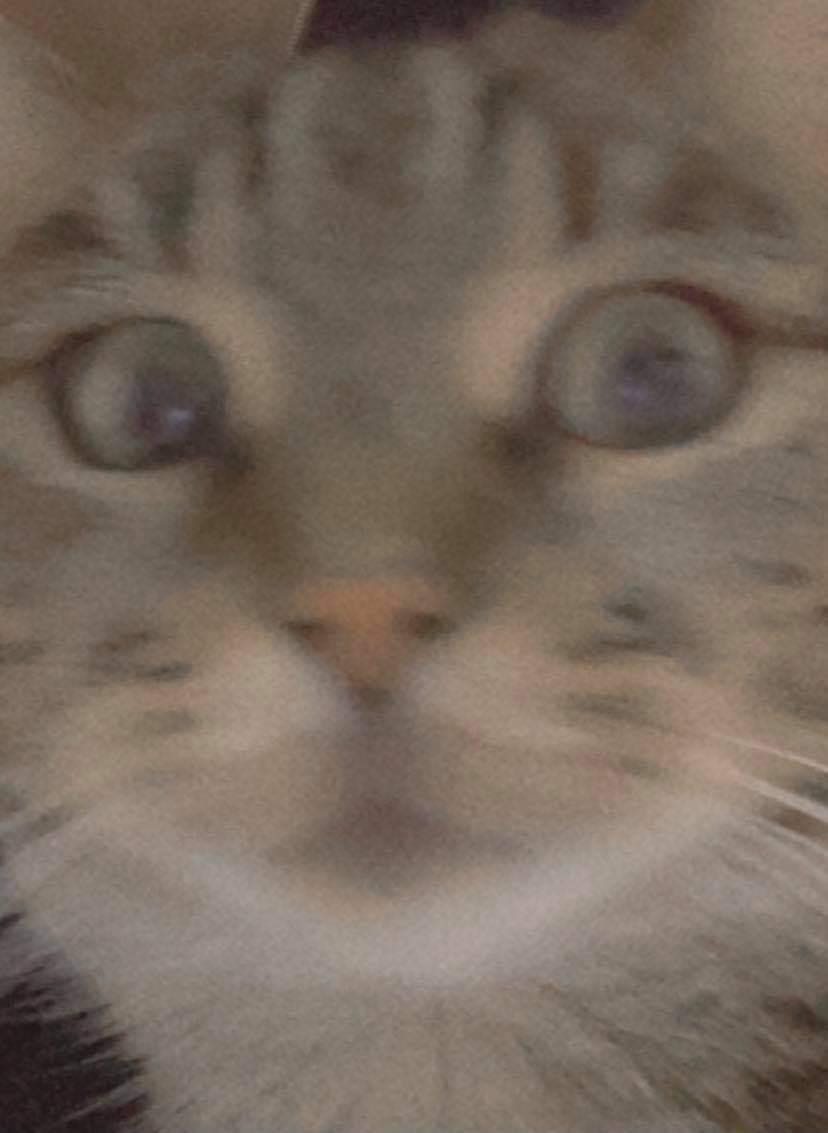High Quality The cat of my friend Blank Meme Template