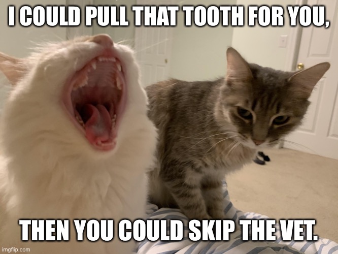 Cat Yelling | I COULD PULL THAT TOOTH FOR YOU, THEN YOU COULD SKIP THE VET. | image tagged in cat yelling | made w/ Imgflip meme maker