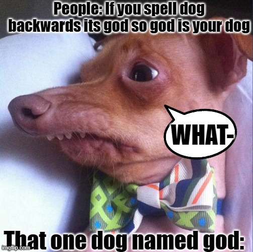 Tuna the dog (Phteven) |  People: If you spell dog backwards its god so god is your dog; WHAT-; That one dog named god: | image tagged in tuna the dog phteven | made w/ Imgflip meme maker