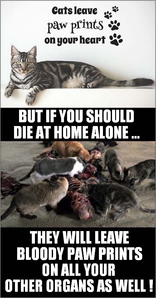 Over Sentimental Message ? | BUT IF YOU SHOULD DIE AT HOME ALONE ... THEY WILL LEAVE BLOODY PAW PRINTS; ON ALL YOUR OTHER ORGANS AS WELL ! | image tagged in dying,eating,cats,dark humour | made w/ Imgflip meme maker
