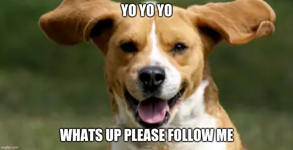 Yo Yo Yo | YO YO YO; WHATS UP PLEASE FOLLOW ME | image tagged in fun,cool,dogs | made w/ Imgflip meme maker