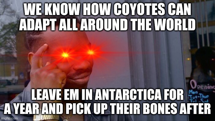 WE KNOW HOW COYOTES CAN ADAPT ALL AROUND THE WORLD; LEAVE EM IN ANTARCTICA FOR A YEAR AND PICK UP THEIR BONES AFTER | image tagged in roll safe think about it | made w/ Imgflip meme maker