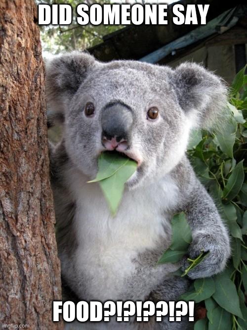 Surprised Koala | DID SOMEONE SAY; FOOD?!?!??!?! | image tagged in memes,surprised koala | made w/ Imgflip meme maker