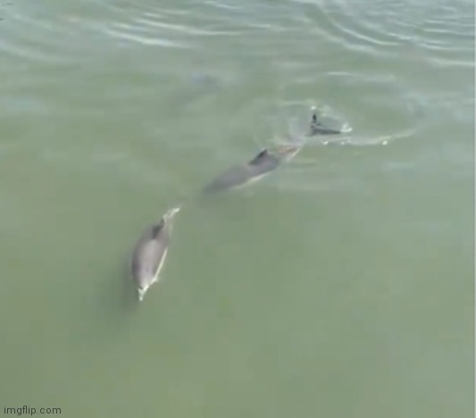 Dolphins swimming in New York's East river | image tagged in springtime,sign,beautiful nature,unexpected | made w/ Imgflip meme maker