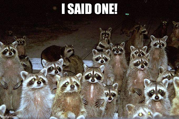 raccoons | I SAID ONE! | image tagged in raccoons | made w/ Imgflip meme maker