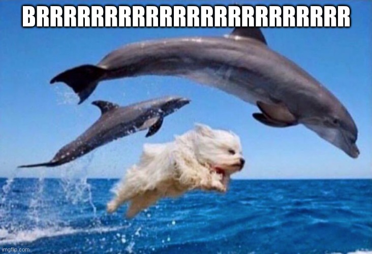 BRRRRRRRRRRRRRRRRRRRRRRR | image tagged in dog swims with dolphins | made w/ Imgflip meme maker