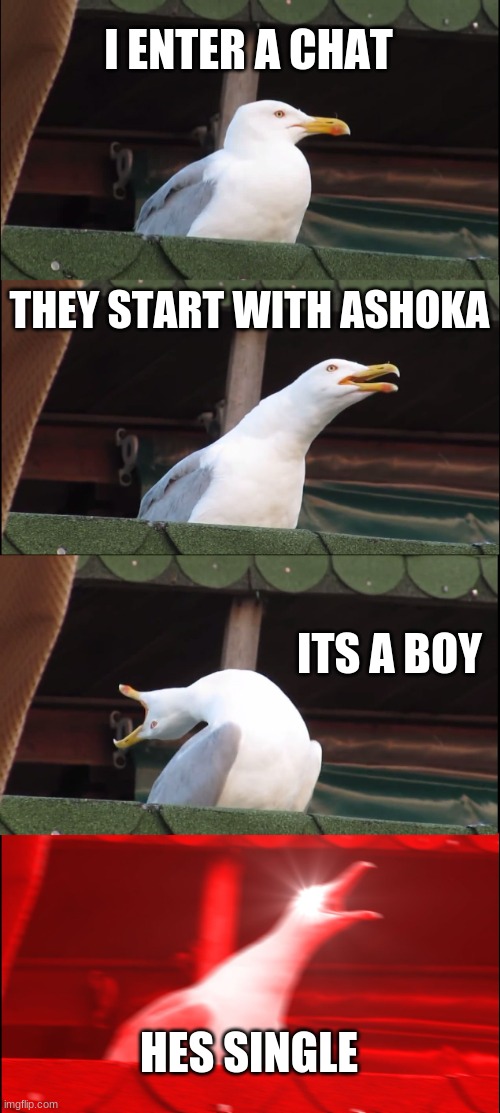 Inhaling Seagull | I ENTER A CHAT; THEY START WITH ASHOKA; ITS A BOY; HES SINGLE | image tagged in memes,inhaling seagull | made w/ Imgflip meme maker