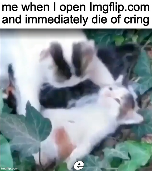 me when I open Imgflip.com and immediately die of cring; e | made w/ Imgflip meme maker