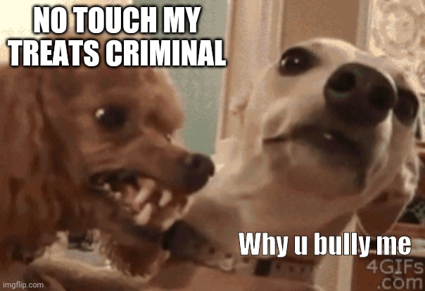 Why u bully poor dogo | NO TOUCH MY TREATS CRIMINAL; Why u bully me | image tagged in angry doog | made w/ Imgflip meme maker