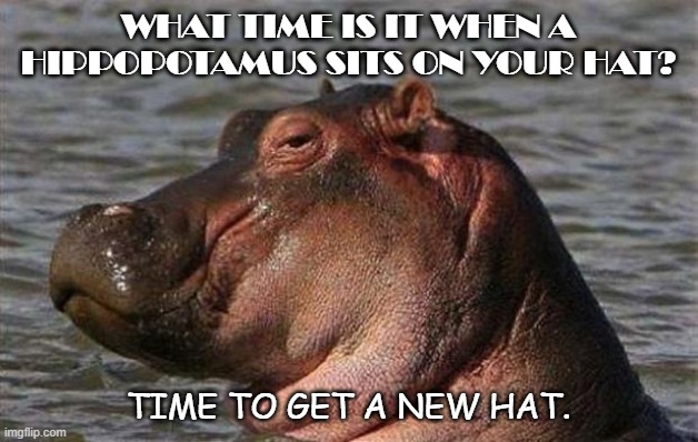 Time For Some Hippos! 15 Funny memes to make your Sunday better