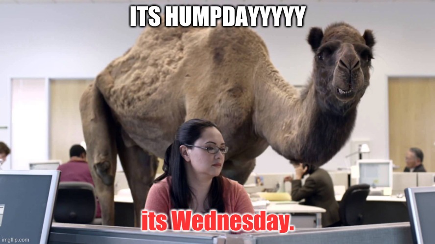 HUMPDAY | ITS HUMPDAYYYYY; its Wednesday. | image tagged in humpday,moose,yayaya,why am i doing this,stop reading the tags,oh wow are you actually reading these tags | made w/ Imgflip meme maker