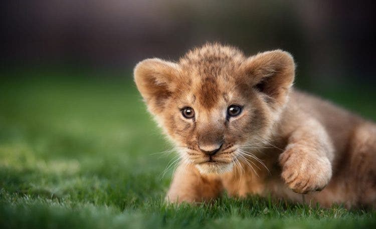 High Quality cub lion baby Blank Meme Template