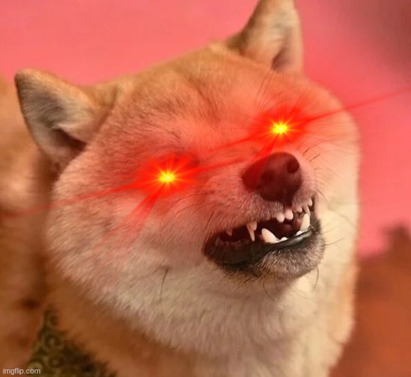 OH GOD HE IS ANGERY | image tagged in angery,dog,shiba inu,angry doge,angry dog,angery boi | made w/ Imgflip meme maker