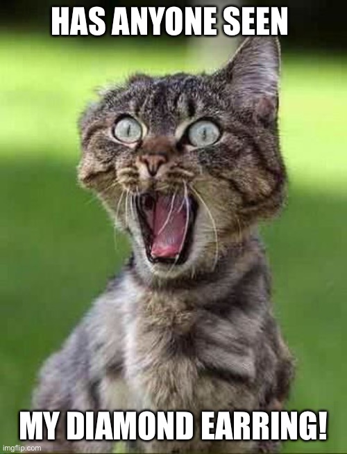 Cat Scream | HAS ANYONE SEEN; MY DIAMOND EARRING! | image tagged in cat scream | made w/ Imgflip meme maker