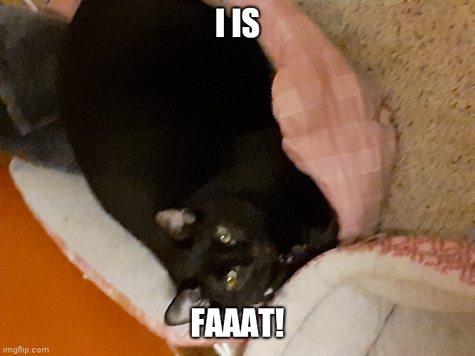 Fat Cat | I IS; FAAAT! | image tagged in fat cat | made w/ Imgflip meme maker